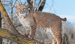 Tracking Bobcats