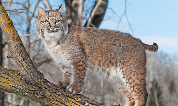 Tracking Bobcats