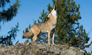 5 Coyote Control Methods that Don’t Work (and 4 that Do)