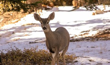 Strategies for Late-Season Hunts