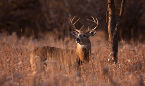 Why we need to Hunt Deer
