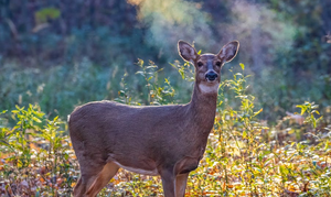 A Beginner’s Guide to Spotting and Stalking During a Hunt