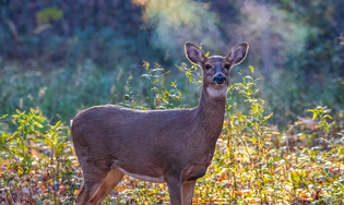  A Beginner’s Guide to Spotting and Stalking During a Hunt