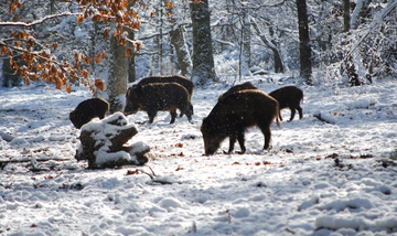 Winter Hog Hunting